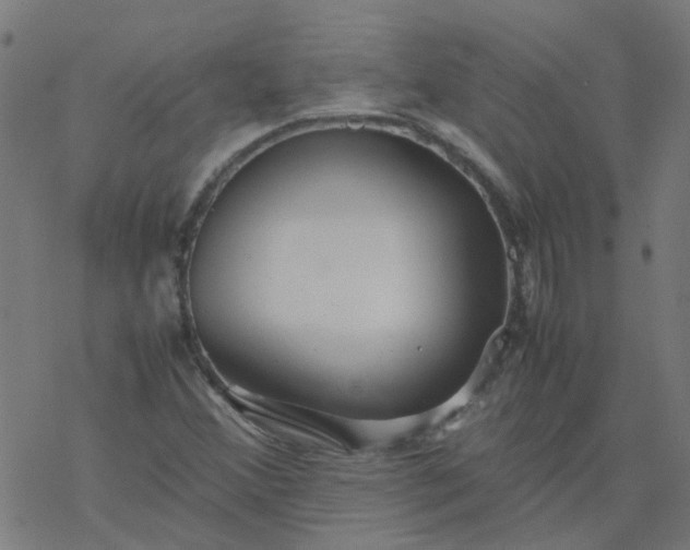 X0000077361356200611031836