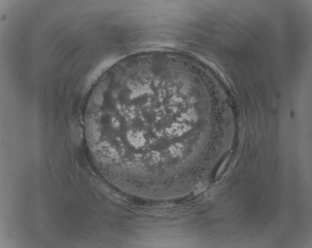 X0000077361363200611031836