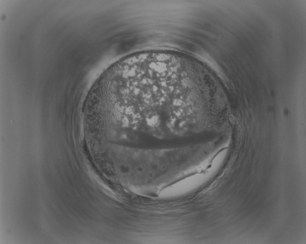 X0000077361371200611031835