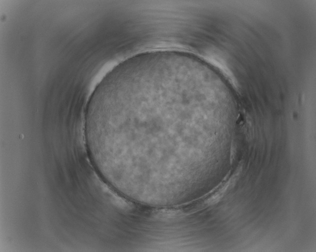 X0000077361374200611031835