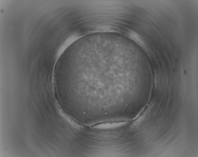 X0000077361378200611031835