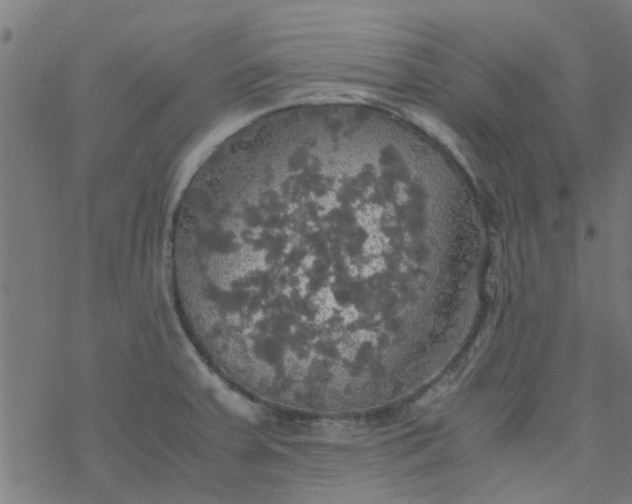 X0000077361379200611031835