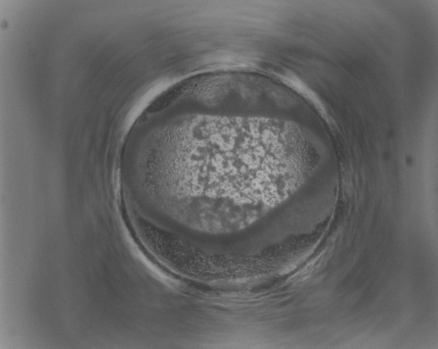 X0000077361383200611031835