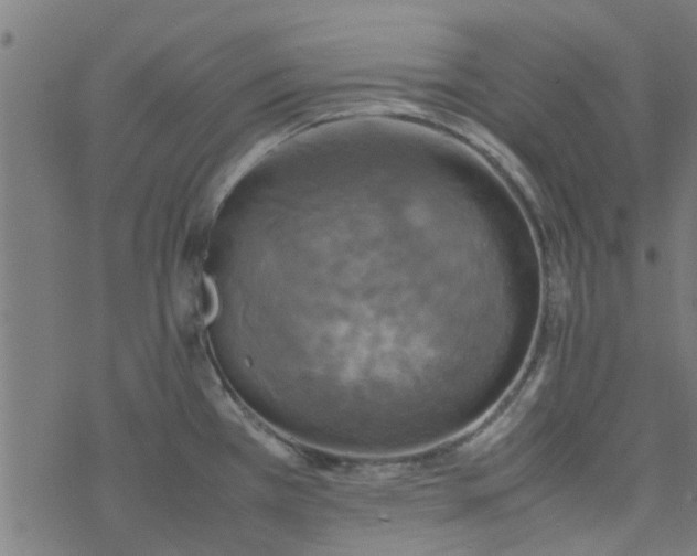 X0000077361385200611031835