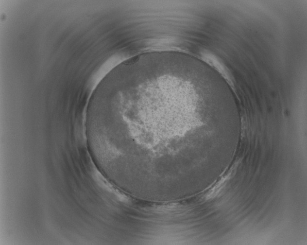 X0000077361386200611031835