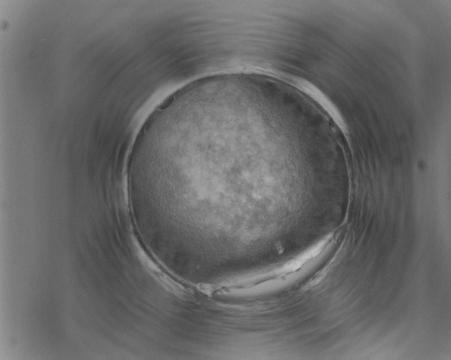 X0000077361388200611031835