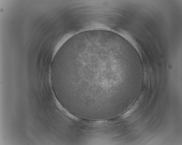 X0000077361390200611031835