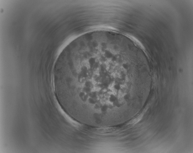 X0000077361391200611031835