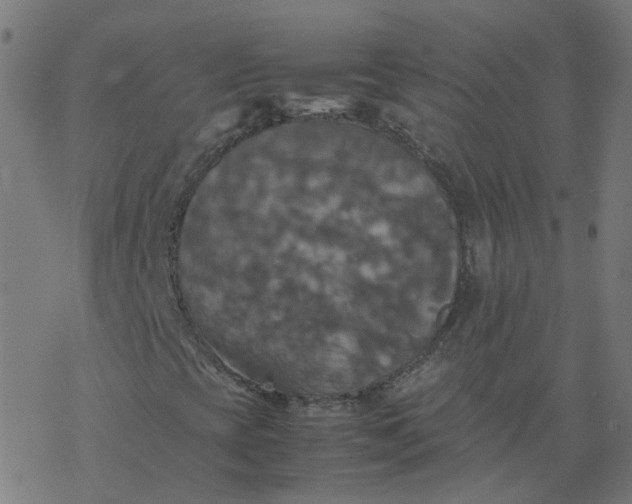 X0000077361393200611031834