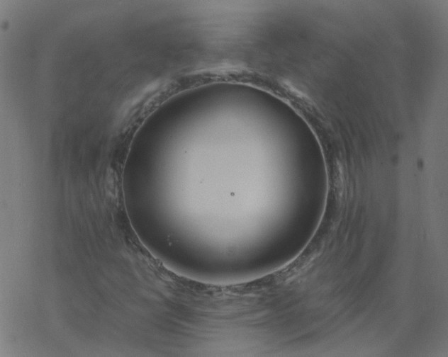 X0000077361398200611031834