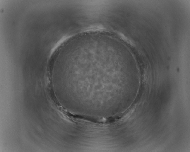 X0000077361400200611031834