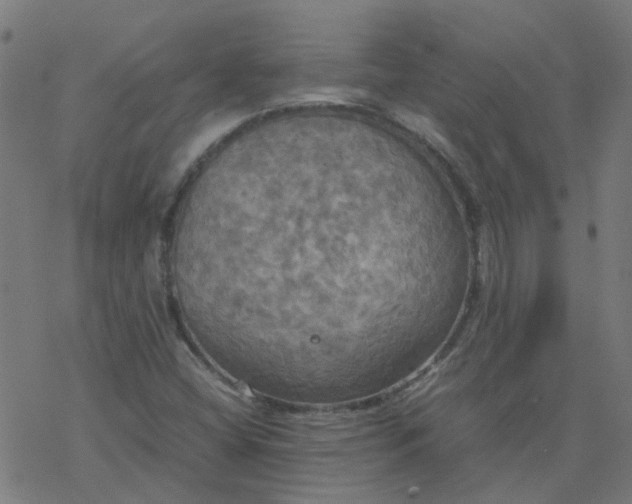 X0000077361404200611031834