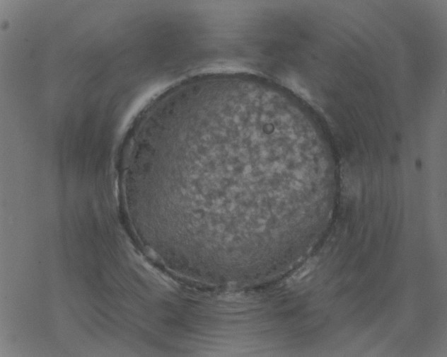 X0000077361408200611031835