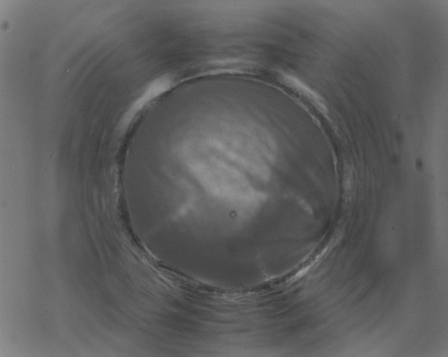 X0000077361411200611031835