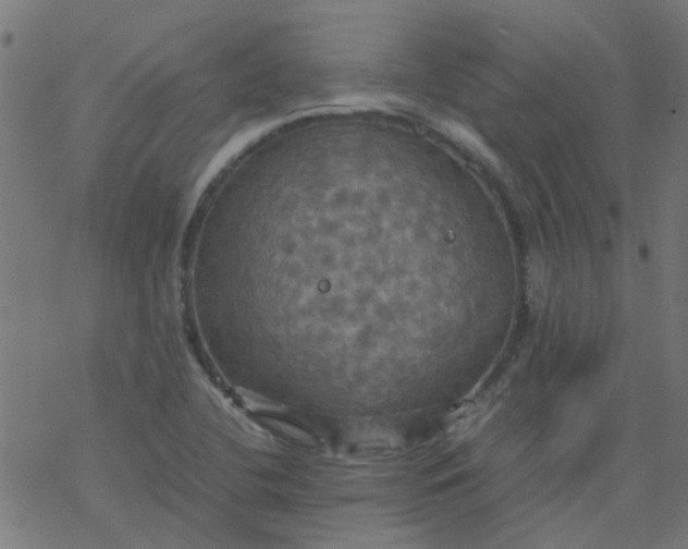 X0000077361412200611031835