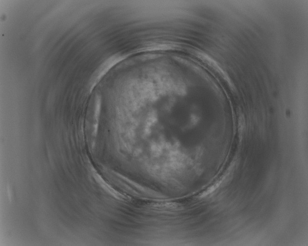 X0000077361417200611031835