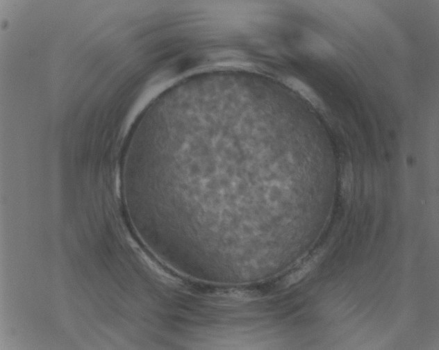 X0000077361420200611031835