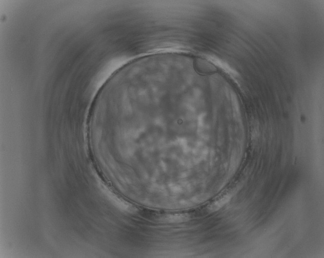 X0000077361423200611031835