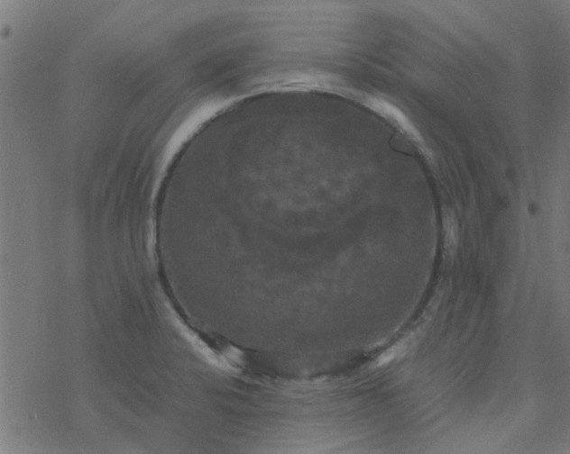 X0000077361424200611031835