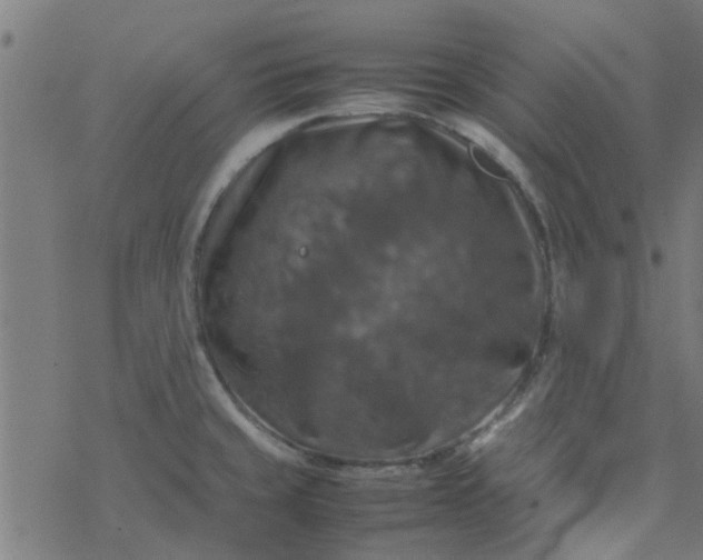 X0000077361429200611031835