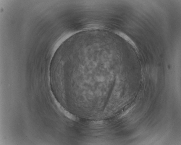 X0000077361431200611031835