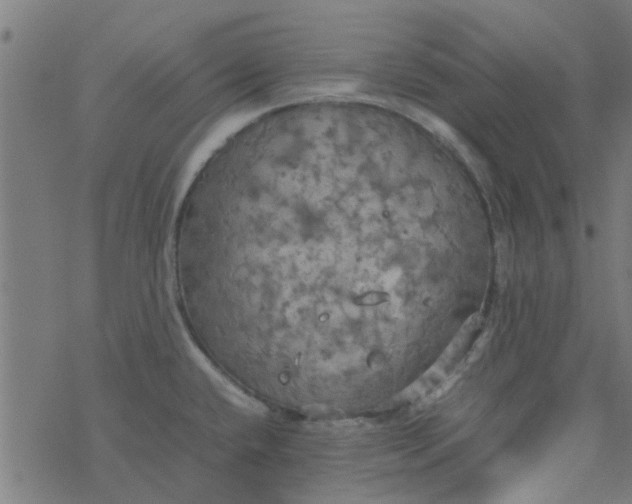 X0000077361432200611031835