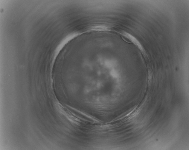 X0000077361435200611031835