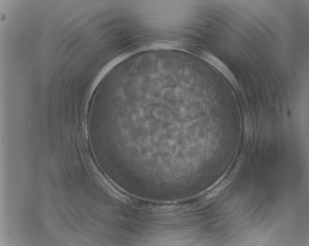 X0000077361436200611031835