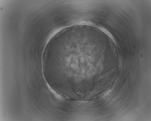 X0000077361439200611031835