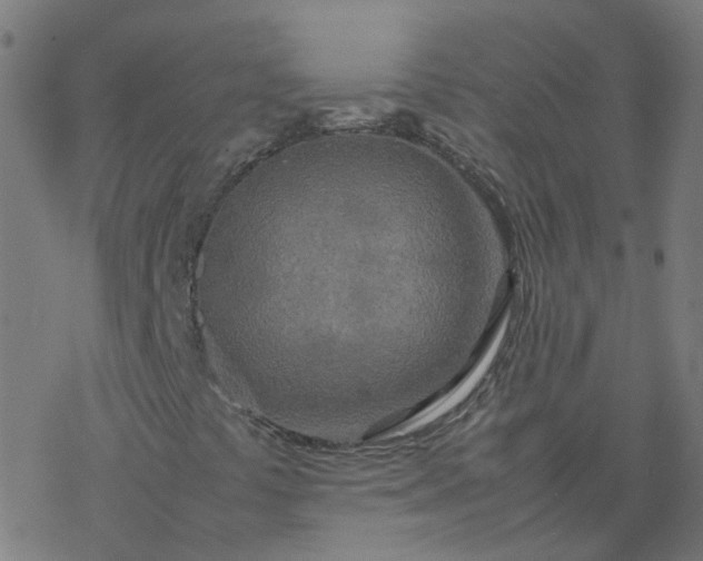 X0000077361441200611031834