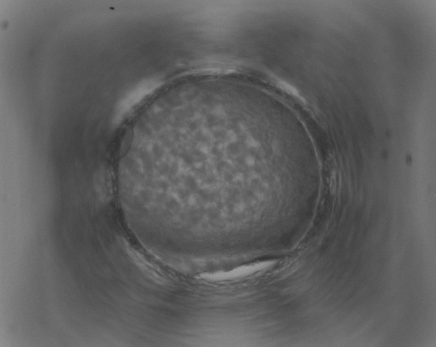 X0000077361448200611031834