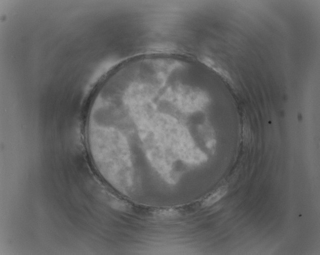 X0000077361454200611031834