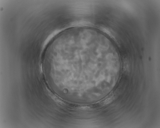 X0000077361462200611031834