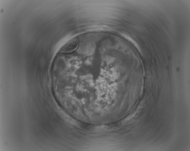 X0000077361467200611031834