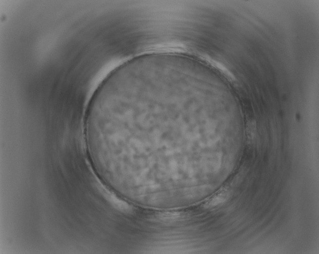 X0000077361470200611031834