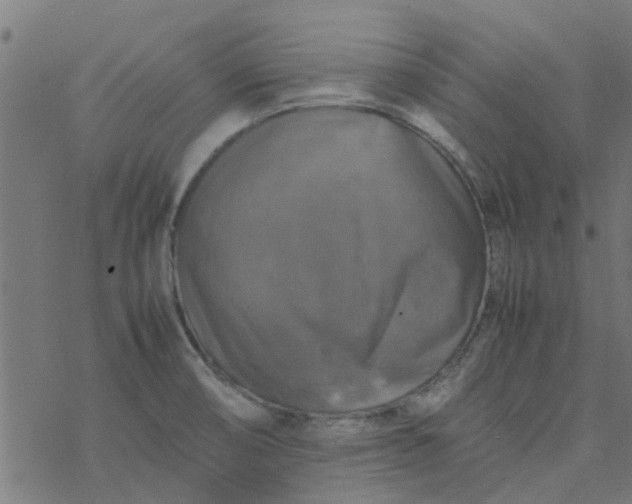 X0000077361474200611031834