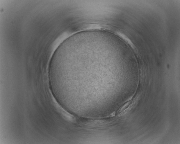 X0000077361475200611031834