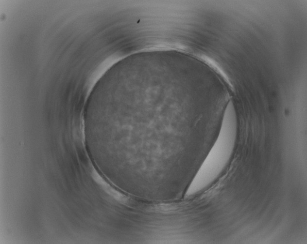 X0000077361476200611031834