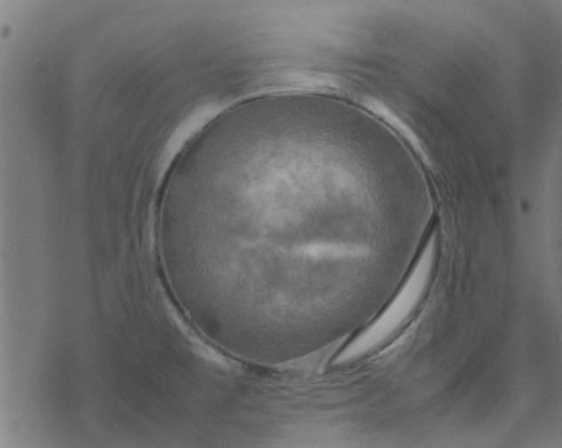 X0000077361477200611031834