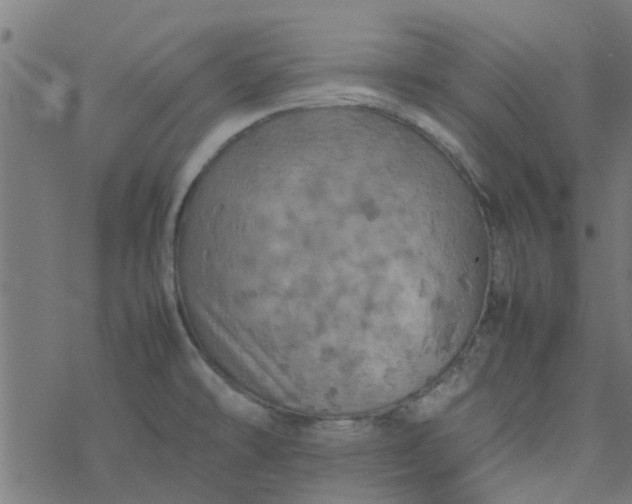 X0000077361478200611031834