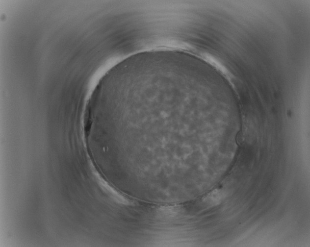 X0000077361480200611031834