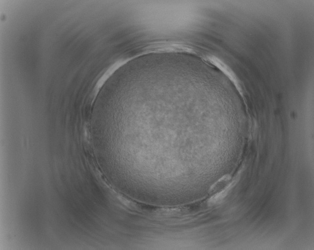 X0000077361481200611031834