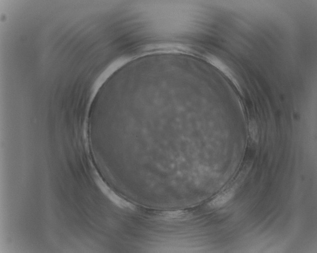 X0000077361482200611031834