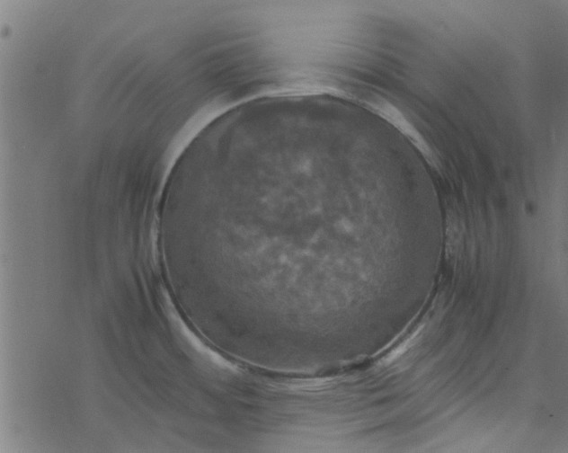 X0000077361484200611031834