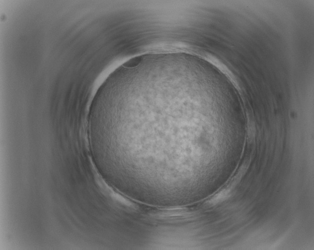 X0000077361486200611031834