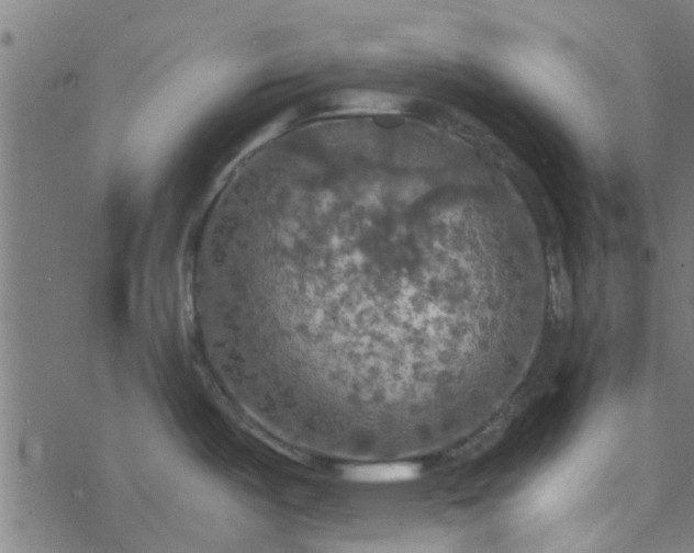 X0000077361487200611031834