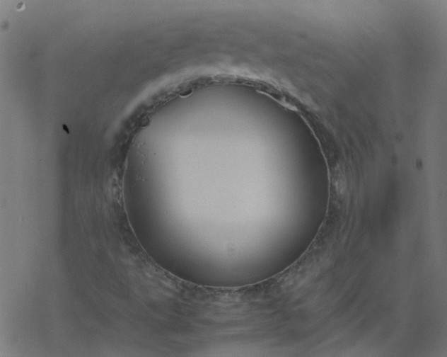 X0000077361495200611031833