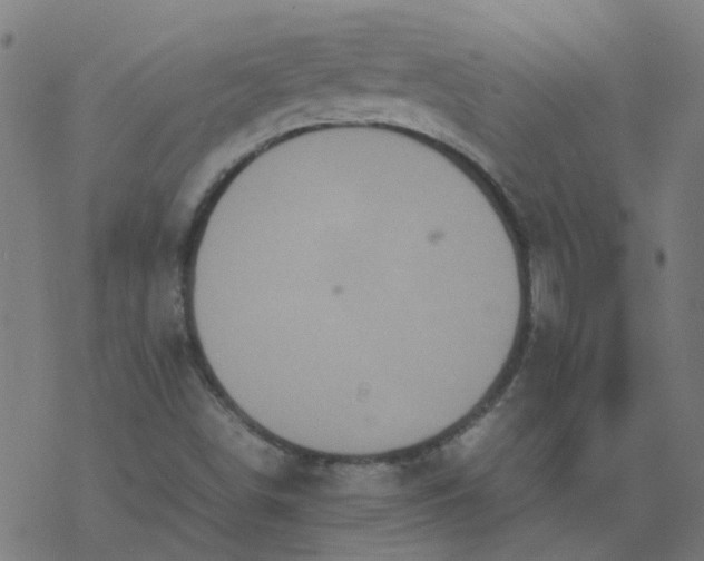 X0000077361498200611031833