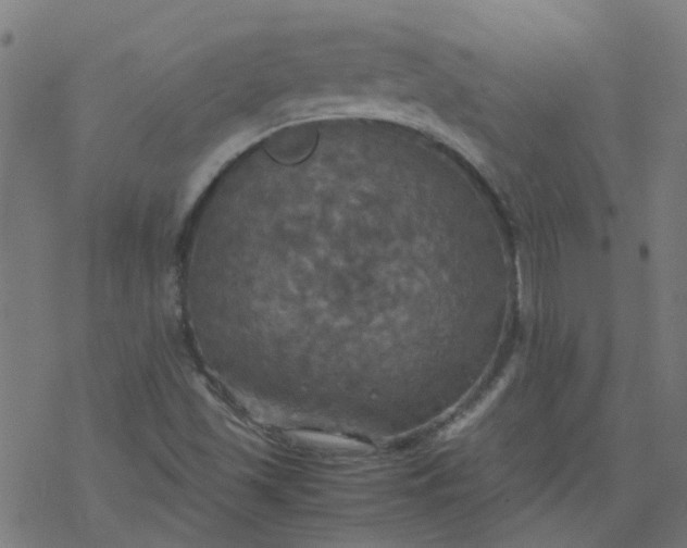 X0000077361501200611031833