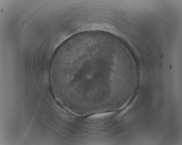 X0000077361505200611031833